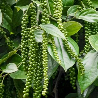 Black Pepper